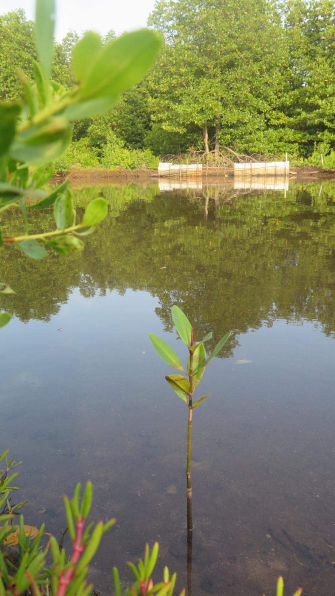 Mangrove Inn 卡里蒙贾瓦 外观 照片